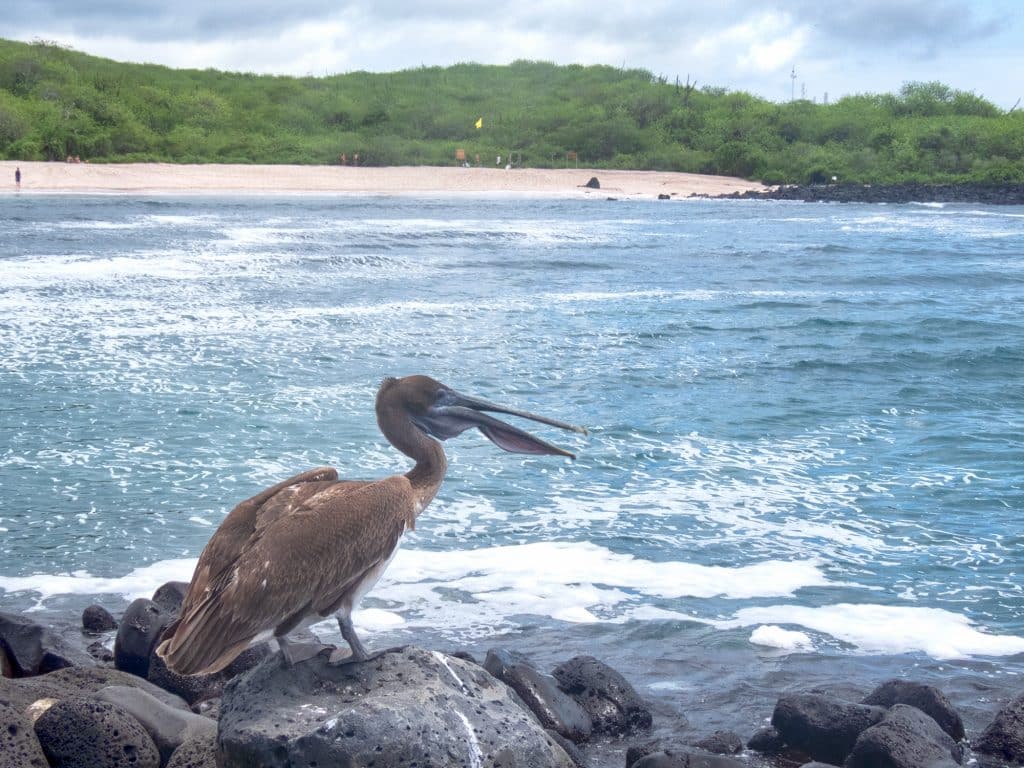 A pelican perched on a rock in a bay