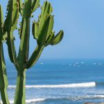 Read more about the article Desert Cactus Waves and Fishing Boats