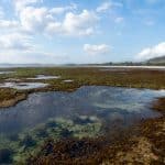 Read more about the article Tidepools